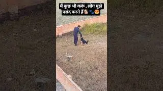 Log Mujhe Pasand Karte Hai | Lexi POV 🐶✨#shorts #funny #germanshepherd #comedy #viral #trending #fyp
