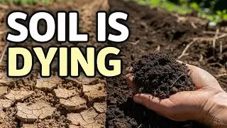 3 Simple Ingredients That Bring Dead Soil Back to Life (Beginner Proof)