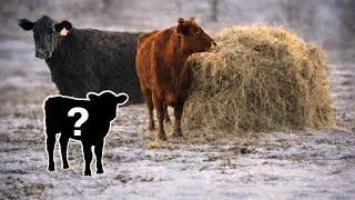This is the part of ranching no one likes