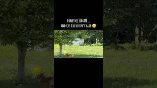 Honeybee swarm and Chi Chi does not care! #honeybee #swarm #dogs