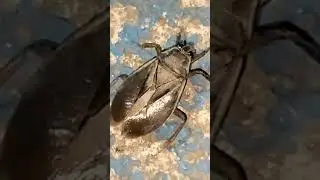 #speedsong #music #newmusic #metal #nature #insecticida #shortsviral #butterfly #edit
