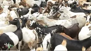 GOAT COMMUNICATION: UNDERSTANDING GESTURES AND BODY LANGUAGE