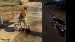 Car'os, 2 ateliers b&eacute;n&eacute;voles pour vos animaux
