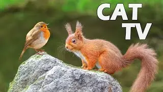 Cat TV для кошек 😸 Птички и их друзья-красные белки 🐿🦜 Расслабьте своих кошек