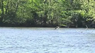 PAT CATCHES A LARGE FISH ON THE ST. JOSEPH RIVER AT ST. PATRICK'S COUNTY PARK.