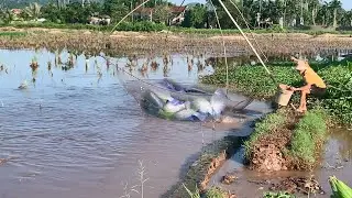 Netting Fish in the Dry Paddies : Unbelievable!