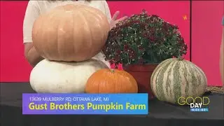 'Gourd' times at Gust Brothers Pumpkin Farm | Good Day on WTOL 11