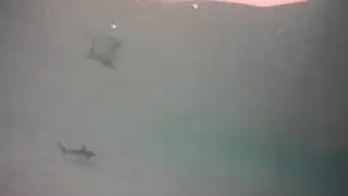 Galapagos - swimming with shark at Tortuga Bay