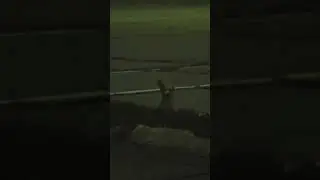 #hello #fox #animals #wildlife #night #hunting