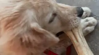 Golden Retriever Puppy Conquers Big Bone! #goldenretriever #puppy #dog