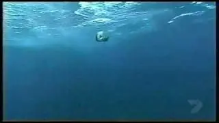 Mako Shark Faster Shark Squalo Mako
