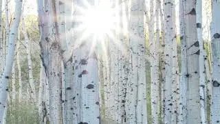 Aspenglow - John Denver
