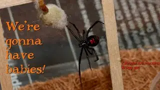 Black Widow Egg Sac