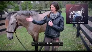 Grass is Good! Natural Horse Behavior - Discussion with Alissa Mayer