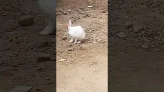 fun time with bunny 🐰#bunnyadventure#bunny#rabbitvideos#rabbit #rabbits#playtime#funny#pets#lover
