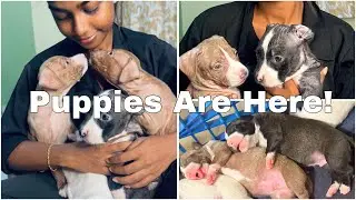 Part -2 | Welcome the Little Paws! 🐾💗 | PRAVEENA PRAKASH |