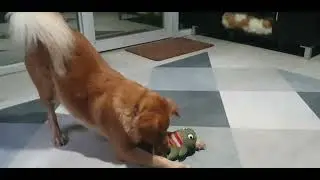 Fun playtime for Hatchie! 🐶🌈 #familytime  #petvlog  #goldenretriever