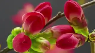 DANCING FLOWERS