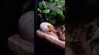 Rotstrich-Zwergbuntbarsch - Apistogramma hongsloi