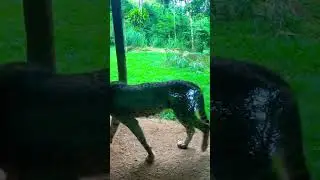 Cheetah caught peeing | watch till end#shortsvideo #shortvideo #shorts #youtube #zoo #cheetah #lol