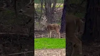 Whitetail Buck - Mom Always Said To Chew Your Food! #nature #wildlife #bucks
