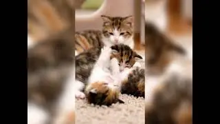 Cute Kittens Playing Under Mother Cat&rsquo;s Care 😍 | #cat #motherhood #playing #kitten #love 