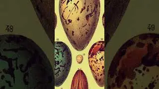 My take on the egg video trend&hellip; #egg #eggs #rock #moreeggs