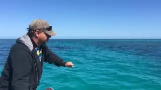 Catching baldchin groper at Abrolhos islands (Rat Island)