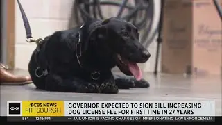 Dog license fees expected to rise