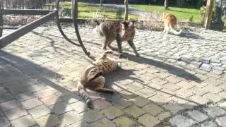 Simba f5 savannah cat