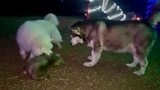 Ночная прогулка с тремя собаками 🐾 | Рождественские огни и общение пушистых питомцев