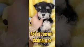 &iexcl;As&iacute; es como crece un Schnauzer!