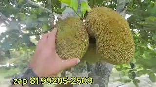 648 #Sítio de 10 hectares para vender em pombo Pernambuco