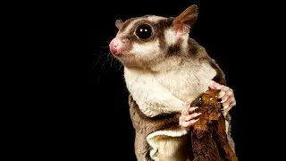Melbourne - Moonlit Sanctuary Conservation Park