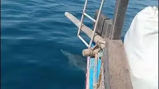 Wasini island dolphins tour with kisite discovery safaris 