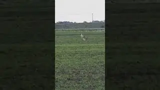 #amazing #escape #deer and #cheetah😱😳👌🏻❤️