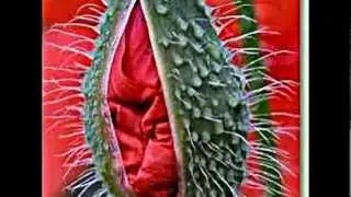 Klatschmohn, Feuermohn, Klatschrose, Mohnblume