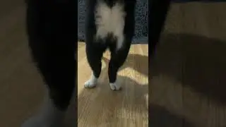 Splendid Job Rearranging Furniture 😅 | Funny Cat Videos | #shorts