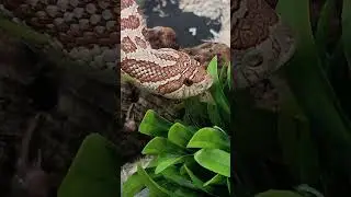 #Hognose #ToffeeBelly #ToffeetheHognose #SnakeDiscovery #SnakeEducation #Morph #colubrid #snakes