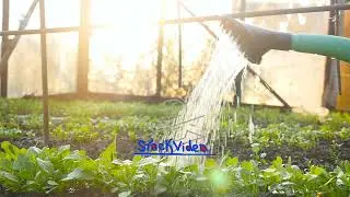 Watering seedlings in the greenhouse. Slow motion