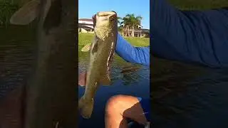 I was SHOCKED By how Long and Skinny This BASS is #shorts #short #long #skinny #shocked #bass #reel