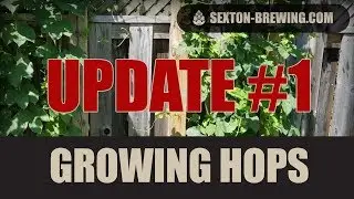 Growing Your Own Hops **UPDATE #1** | Sexton Brewing