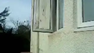 Dog dives through window