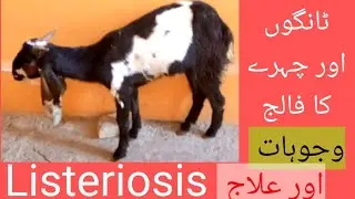 PARALYSIS OF LEGS AND FACIAL MUSCLES// CIRCLING // LISTERIOSIS DISEASE// DR M SATTAR AHMAD