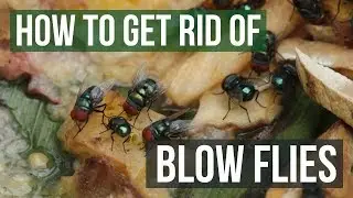 How to Get Rid of Blow Flies (4 Easy Steps)
