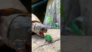 Feeding the Turtles A June Bug 🪲 #shorts #turtles #beetle #turtlefeeding #cute #boxturtle