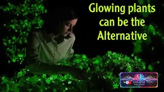Bioluminescent plants : Glowing plants