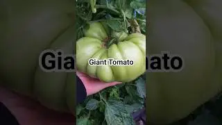 Giant Tomato. Last harvest of the Giants for the season