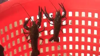 Congressman Troy Carter applauds disaster declaration for Louisiana crawfish crisis
