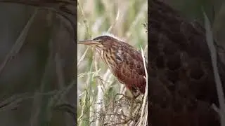 Cinnamon Bittern